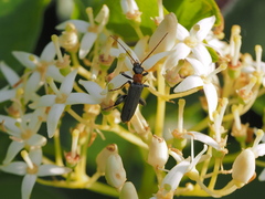 Oedemera croceicollis