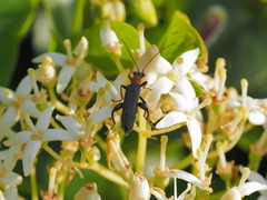 Oedemera croceicollis
