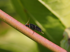 Oedemera croceicollis