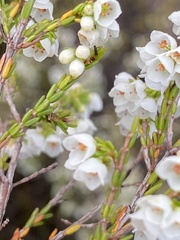 Erica subdivaricata