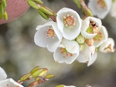 Erica subdivaricata