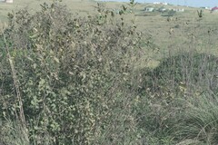 Dais cotinifolia