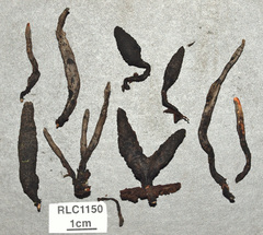 Xylaria globosa