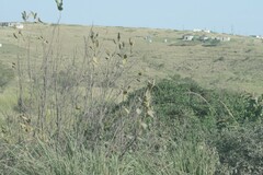 Dais cotinifolia