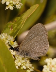 Pseudonacaduba sichela sichela