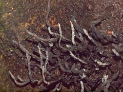 Xylaria globosa