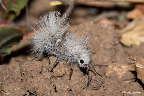 Thistledown Velvet Ant