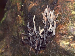 Xylaria globosa