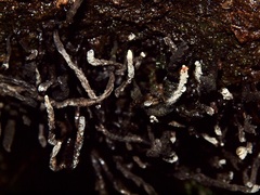 Xylaria globosa