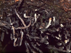Xylaria globosa