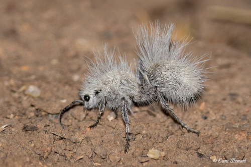 Thistledown Velvet Ant