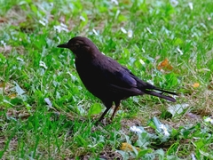 Turdus merula
