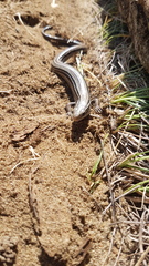 Plestiodon septentrionalis