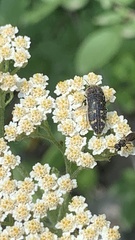 Acmaeoderella flavofasciata