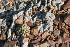 Conophytum ficiforme