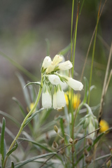 Onosma tanaitica