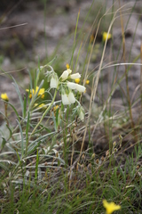 Onosma tanaitica