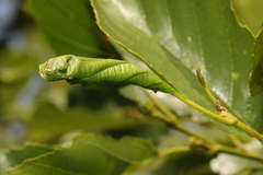 Caloptilia elongella
