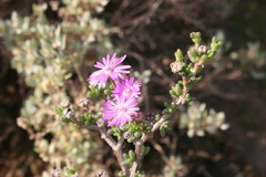 Delosperma pageanum