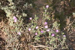Delosperma pageanum