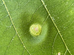 Phylloxera foveola