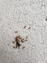 Dorymyrmex bureni