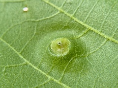 Phylloxera foveola