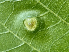 Phylloxera foveola