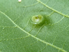 Phylloxera foveola