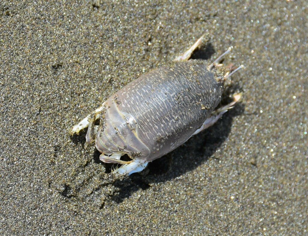 Tropical Mole Crab