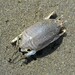 Tropical Mole Crab - Photo (c) Zac Peterson, some rights reserved (CC BY-NC), uploaded by Zac Peterson