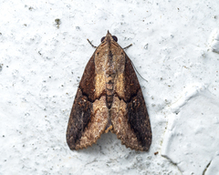 Odontodes seranensis