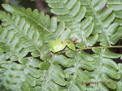 Chinavia pensylvanica