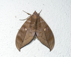 Phyllodes eyndhovii