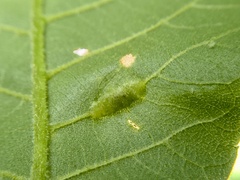 Phylloxera caryaevenae