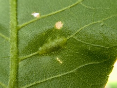 Phylloxera caryaevenae
