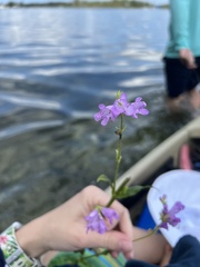 Physostegia purpurea