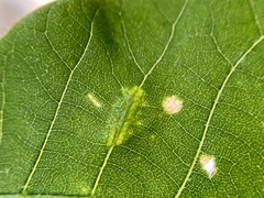 Phylloxera caryaevenae