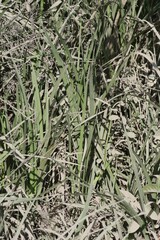 Dietes grandiflora