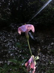 Lilium rubescens
