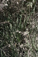 Dietes grandiflora