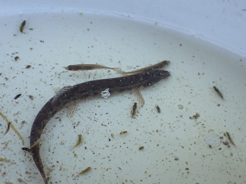 Spined Loach, Leiden, Netherlands, photo 8 of 10