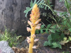 Orobanche