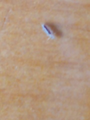 Pediculus humanus capitis