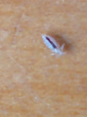 Pediculus humanus capitis