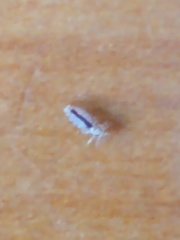Pediculus humanus capitis