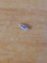 Pediculus humanus capitis