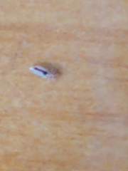 Pediculus humanus capitis