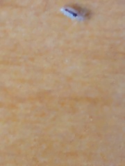 Pediculus humanus capitis