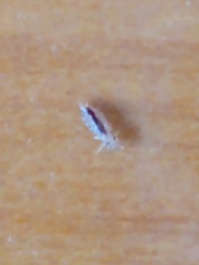 Pediculus humanus capitis